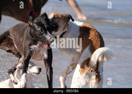 Drei verspielte Hunde spielen und Kämpfen am Strand Stockfoto