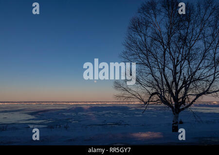 Rogers City, Michigan - ein einsamer Baum im Winter am Ufer des Lake Huron. Stockfoto