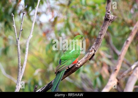 Süße rote und grüne Papagei thront auf einem Zweig in einem Wald Vordach. Stockfoto