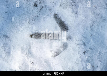 Wilder Truthahn (Meleagris gallopavo) Spur im Schnee. Stockfoto