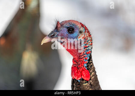 Wilder Truthahn (Meleagris gallopavo) Wandern im Schnee im Winter. Stockfoto