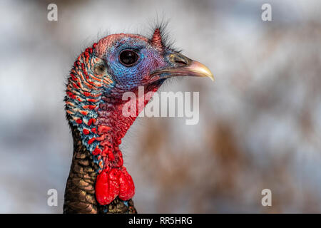 Wilder Truthahn (Meleagris gallopavo) Wandern im Schnee im Winter. Stockfoto