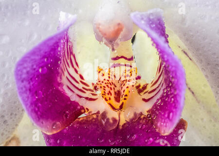 Eine extreme Nahaufnahme von einem Weißen und lila Orchidee im Studio. Stockfoto