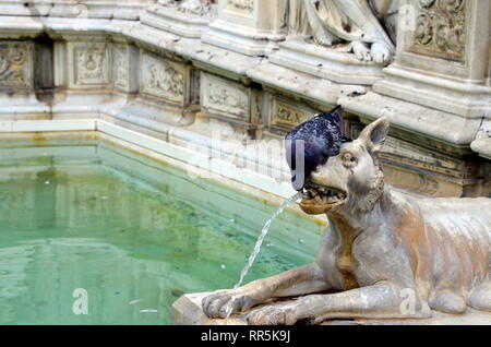 Taube Trinkwasser aus dem Brunnen Stockfoto