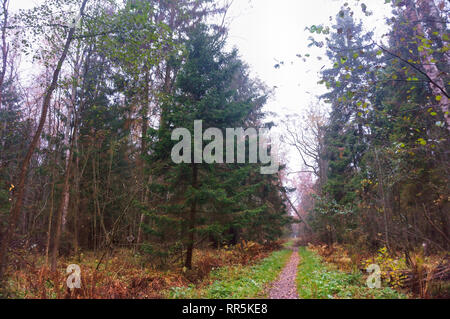 Herbst Wald, bewölkt nebligen Wald Stockfoto