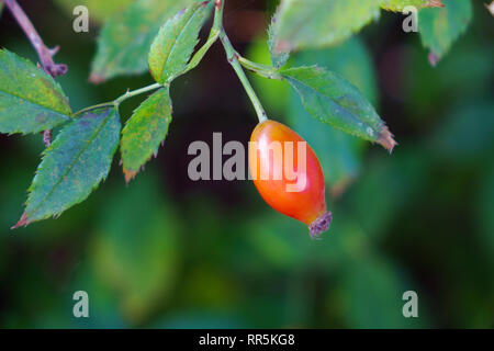 Niederlassungen der Hagebutten im Herbst, full frame Stockfoto