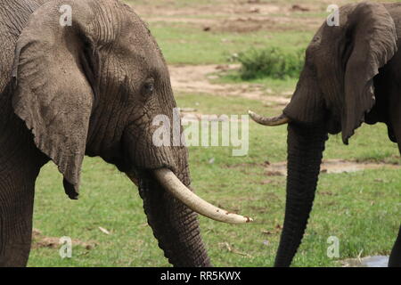 Porträt zweier afrikanischer Elefanten, Queen Elizabeth National Park, Uganda Stockfoto