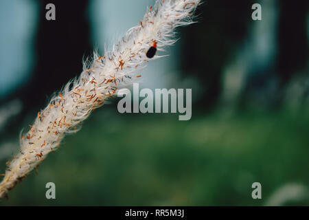 Setaria viridis | Bristle Gras | Foxtail grass im Park Garten Stockfoto