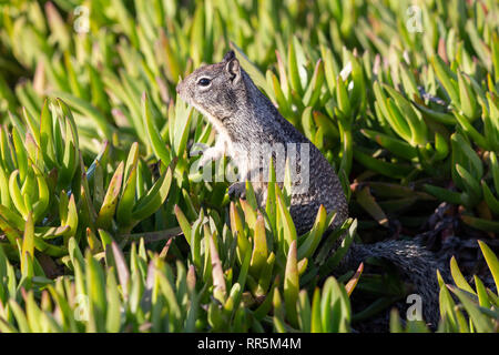 Kalifornien Erdhörnchen oder Beechey Erdhörnchen (Otospermophilus beecheyi) von saftigen ice-Werk (Carpobrotus edulis) in La Jolla umgeben Stockfoto