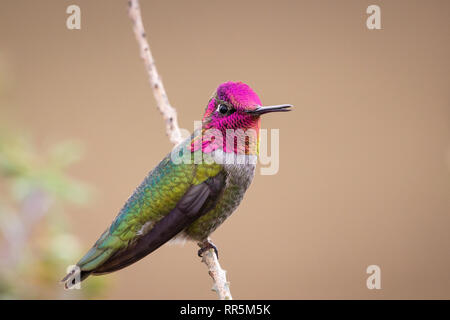 Männliche Anna's Kolibri (Calypte Anna) mit hellen irisierende rötlich rosa Krone und gorget Sitzen auf einem Ast in San Diego Stockfoto