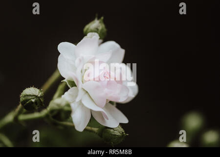 Super White tiny fairy Rose Blume Nahaufnahme im Garten am Nachmittag Stockfoto