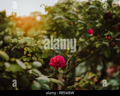 Schöne kleine Rose Blume unter Sonnenlicht im Garten | verträumt Tageslicht der Natur Stockfoto