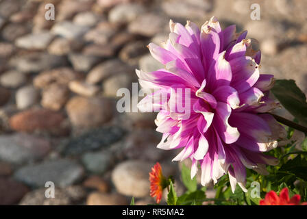 Dahlie auf einem Stein, Frühling, Sommer Stockfoto