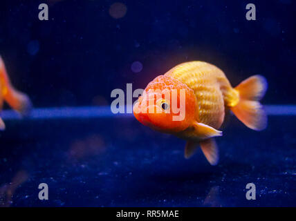 Lion's Head oranda Goldfisch im Aquarium Stockfoto