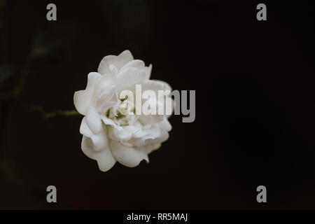 Super White tiny fairy Rose Blume Nahaufnahme im Garten am Nachmittag Stockfoto