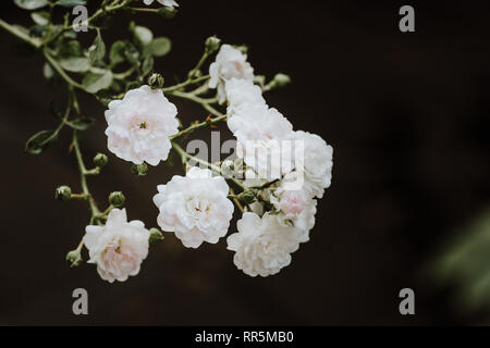 Super White tiny fairy Rose Blume Nahaufnahme im Garten am Nachmittag Stockfoto