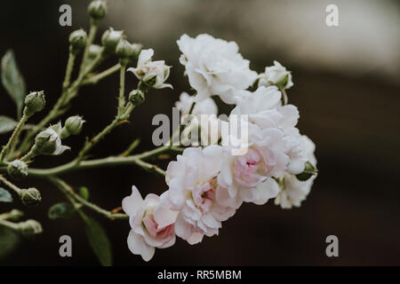 Super White tiny fairy Rose Blume Nahaufnahme im Garten am Nachmittag Stockfoto