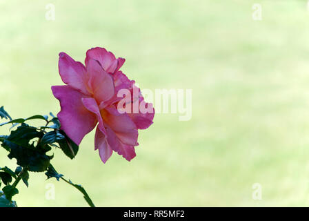 Eine Rose im Schatten, unscharfen Hintergrund, Frühling, Sommer Stockfoto