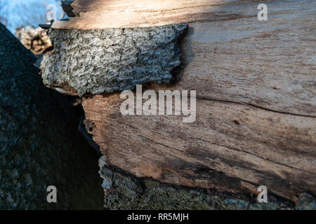 Fehler Radierungen auf Rinde von gefallenen Baum Stockfoto