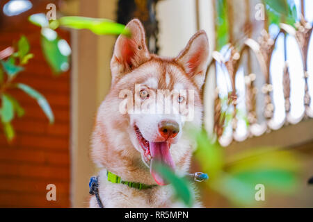 Siberian Husky Bi-Eyes | Sibirische Husky hat zwei Augen Farben Braun und Blau | Cute pet herum zu halten Stockfoto