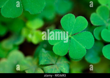 Drei Kleeblatt im grünen Garten Detail close up auf das Feld Symbol | Glück Stockfoto