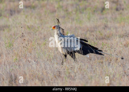 Einen erwachsenen Secretarybird Jagd in offenes Grasland, Hochformat, Lewa Wüste, Lewa Conservancy, Kenia, Afrika Stockfoto