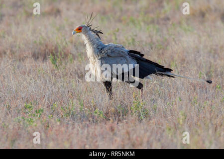 Einen erwachsenen Secretarybird Jagd in offenes Grasland, Hochformat, Lewa Wüste, Lewa Conservancy, Kenia, Afrika Stockfoto