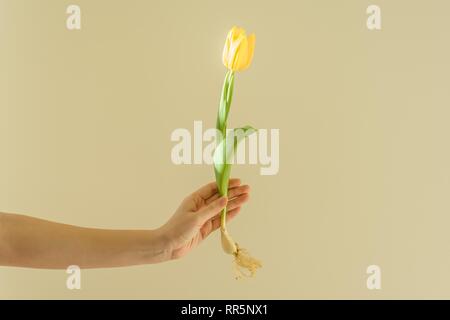 Weibliche hand mit einer Blume Gelbe Tulpe mit Glühbirne, Hintergrund light Wall, Blume, Frühling Urlaub. Stockfoto
