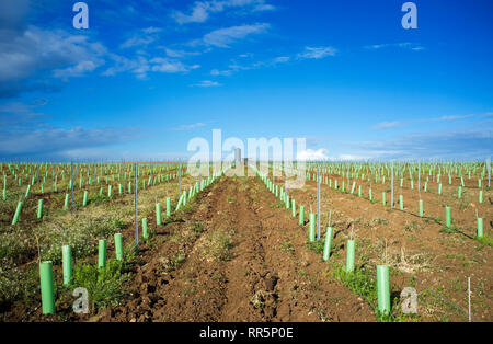 Reihen von Weinstöcken Knospen durch Baum Tierheim Rohre geschützt und durch tropfende System bewässert. Tierra de Barros, Extremadura, Spanien Stockfoto