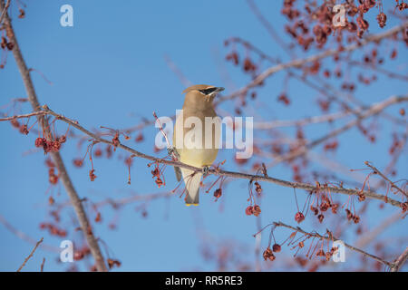 Cedar Waxwing in einer Wiese Feuer crabapple Tree Stockfoto