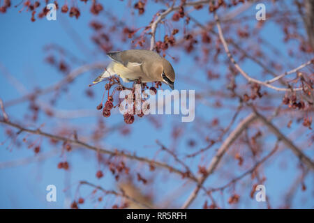 Cedar Waxwing in einer Wiese Feuer crabapple Tree Stockfoto