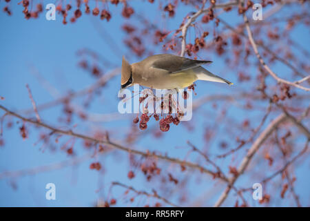 Cedar Waxwing in einer Wiese Feuer crabapple Tree Stockfoto