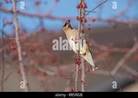 Cedar Waxwing in einer Wiese Feuer crabapple Tree Stockfoto