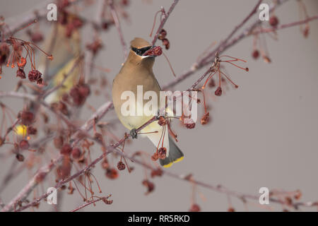 Cedar Waxwing in einer Wiese Feuer crabapple Tree Stockfoto