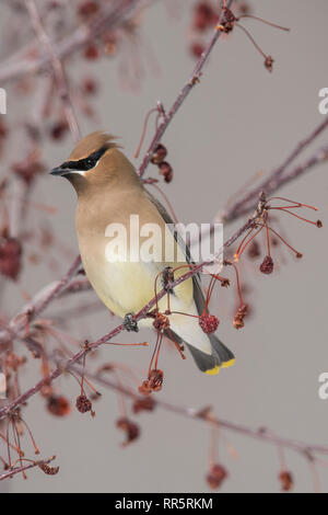 Cedar Waxwing in einer Wiese Feuer crabapple Tree Stockfoto