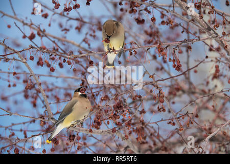 Cedar Waxwing in einer Wiese Feuer crabapple Tree Stockfoto