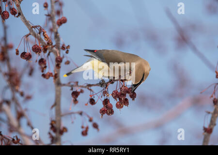 Cedar Waxwing in einer Wiese Feuer crabapple Tree Stockfoto