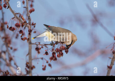 Cedar Waxwing in einer Wiese Feuer crabapple Tree Stockfoto