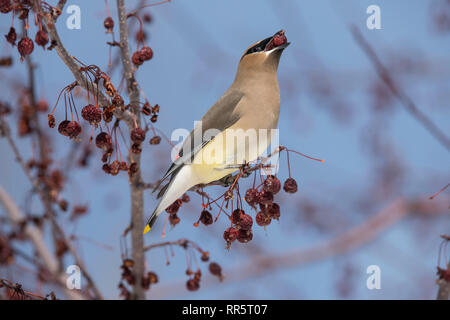 Cedar Waxwing in einer Wiese Feuer crabapple Tree Stockfoto