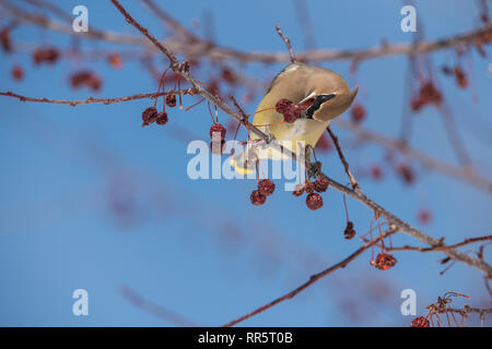 Cedar Waxwing in einer Wiese Feuer crabapple Tree Stockfoto