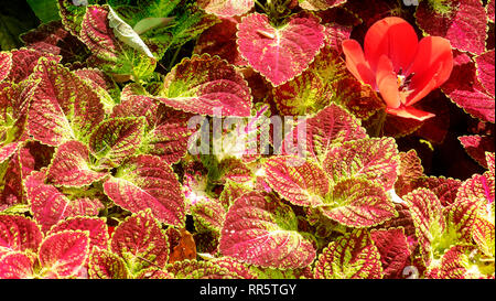 Die hellen Rot Grün Skullcaplike Coleus, Coleus Blumei auch genannt Brennnessel Hintergrund gemalt Stockfoto