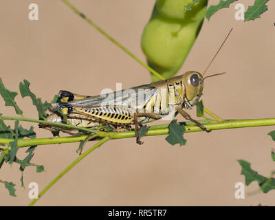 Differential Grasshopper (Melanoplus differentialis) in Texas, USA Stockfoto