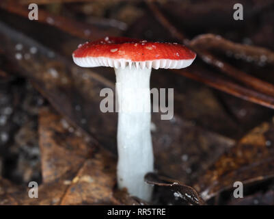 Kleine rote Psathyrella Stockfoto