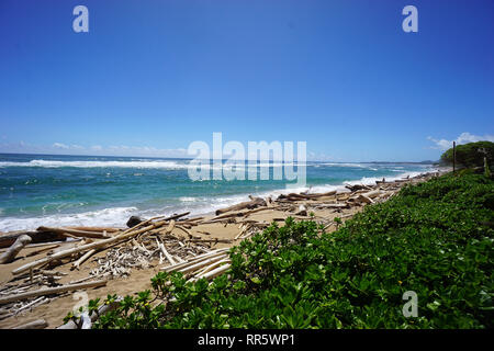 Treibholz auf Lydgate Beach auf Kauai, Hawaii Stockfoto