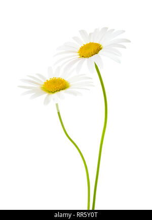 Zwei Gänseblümchen (Ox-Eye Daisy) auf weißem Hintergrund. Stockfoto