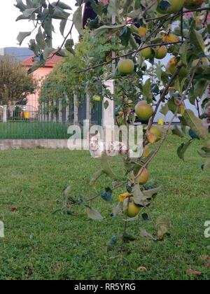 Hund im Garten Stockfoto
