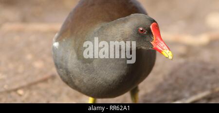 In der Nähe der Gemeinsamen Sumpfhuhn (Gallinula chloropus) Fütterung am Ufer. Februar 2019, Gloucestershire, Großbritannien Stockfoto