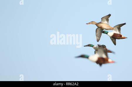 Northern Shoveler (Anas Clypeata) Herde im Flug über Feuchtgebiete. Februar 2019, Gloucestershire, VEREINIGTES KÖNIGREICH Stockfoto