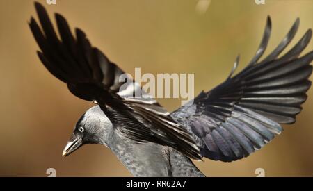 Dohle (Corvus monedula) fliegen durch Schilfrohr. Februar 2019, Gloucestershire, VEREINIGTES KÖNIGREICH Stockfoto