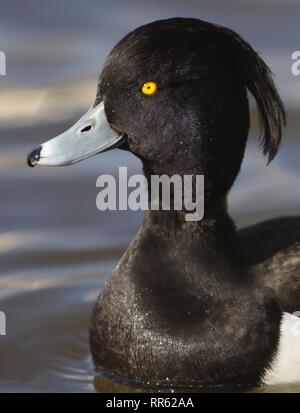 Männliche Reiherente (Aythya fuligula) Porträt, mit irisierendem Kopf und große Büschel. Februar 2019, Gloucestershire, UK. Stockfoto